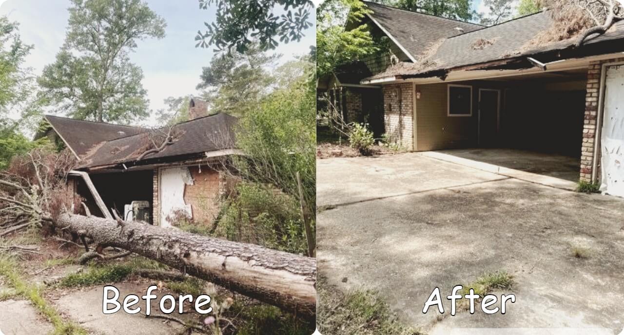 Giant Tree Removal